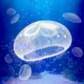 Jellyfish Peticon图