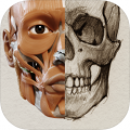 3D Anatomy for the Artisticon图